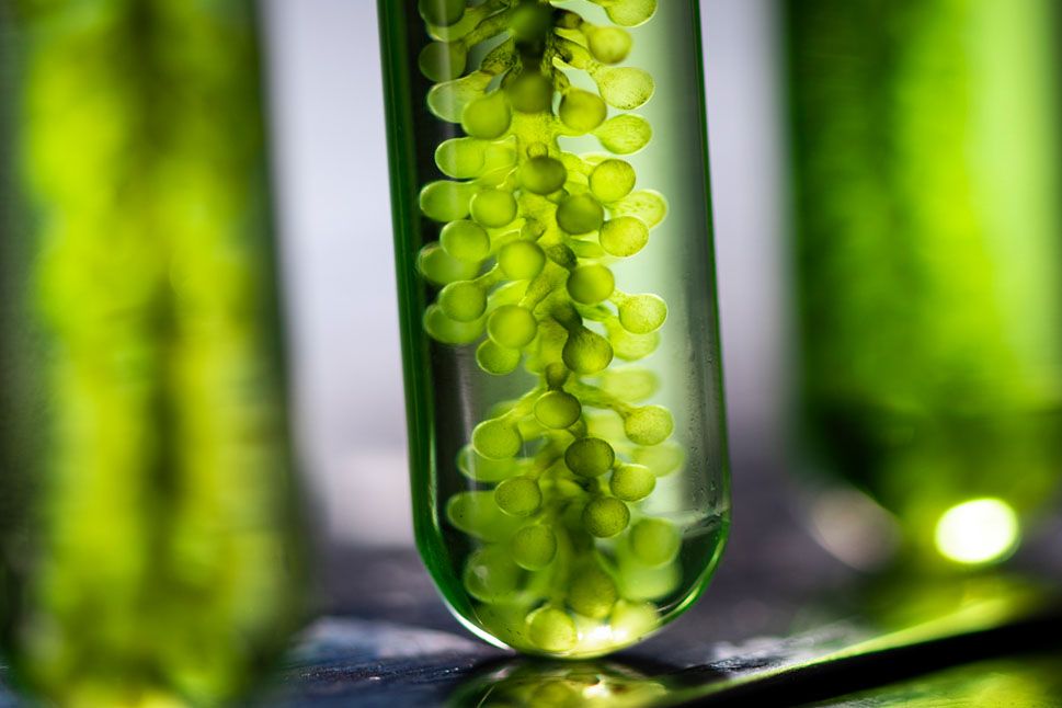 Mehrere mit Wasser und Algen gefüllte Reagenzgläser stehen nebeneinander.