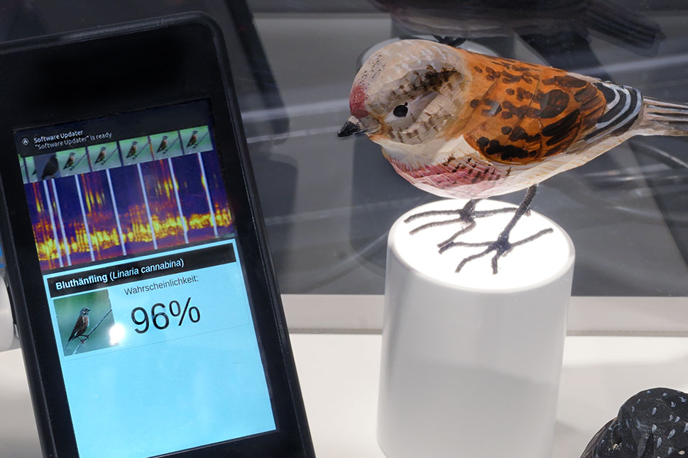 Ein Vogelmodell steht neben einem Smartphone, auf dessen Display die erkannte Vogelart angezeigt wird.